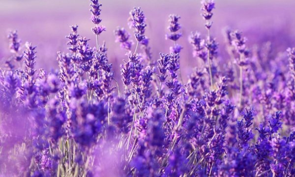 лавандовое поле