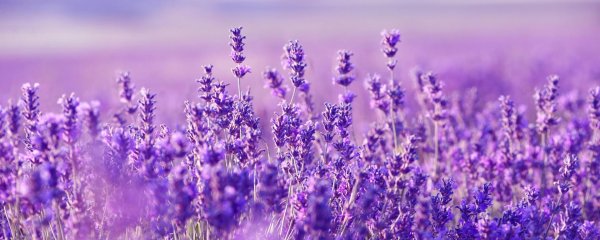 лавандовые цвета