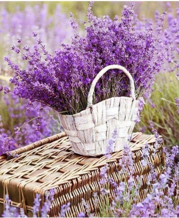 лаванда растение