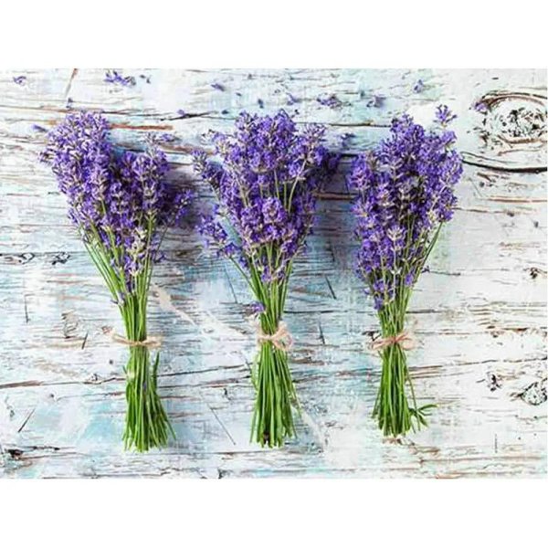 снопики лаванды