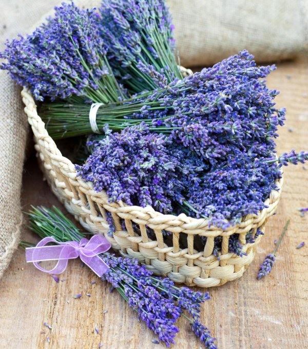 сухоцвет лаванда