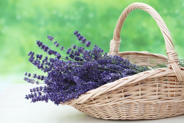 растение лаванда