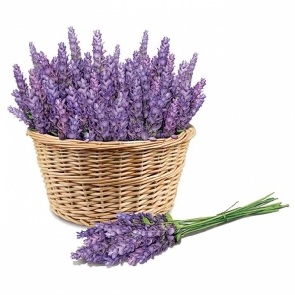 куст лаванда