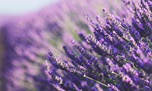 лавандовое поле