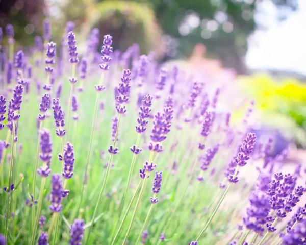 цветение лаванды