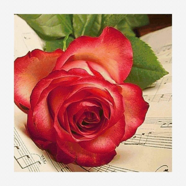 цветок розы