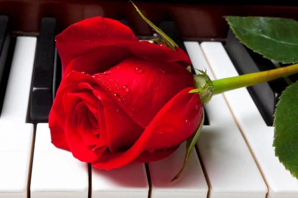 роза на пианино