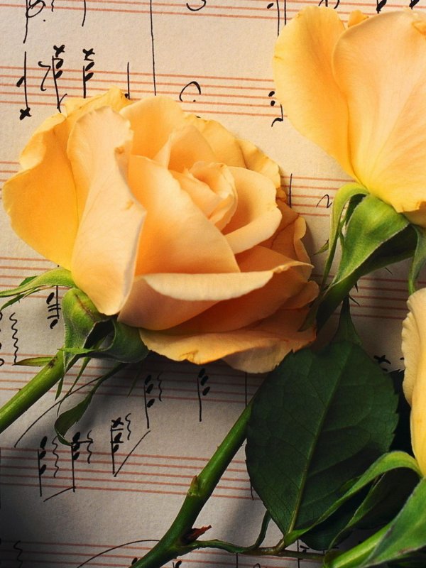 жёлтая роза