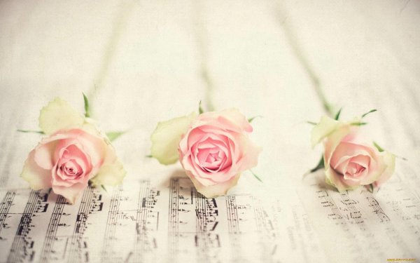 роза на фоне