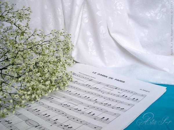 эстетика гипсофилы