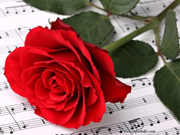 музыкальный цветочек