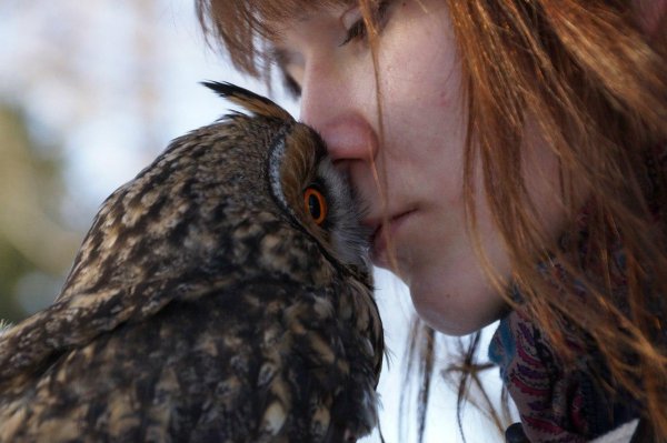 Совы с девушками