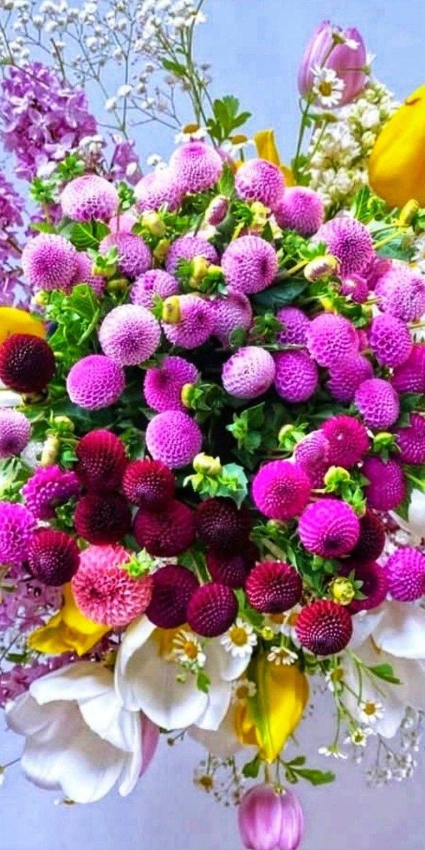 гомфрена глобоза