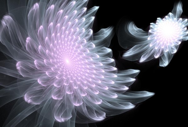 цветок сильвия кордедда