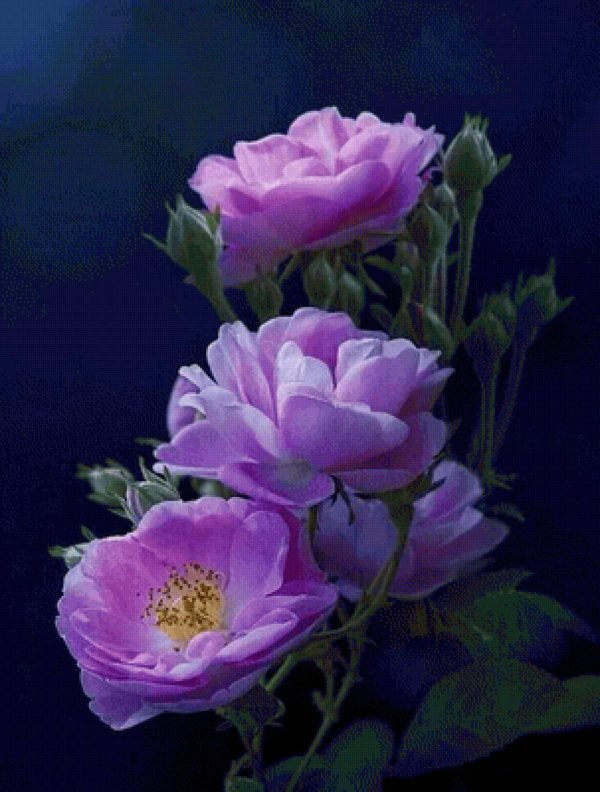 фиолетовая роза