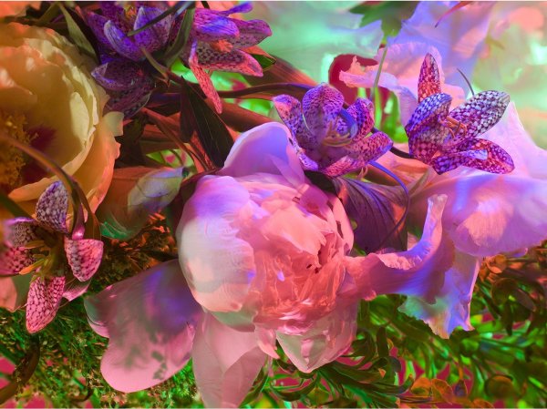 красочные цветы