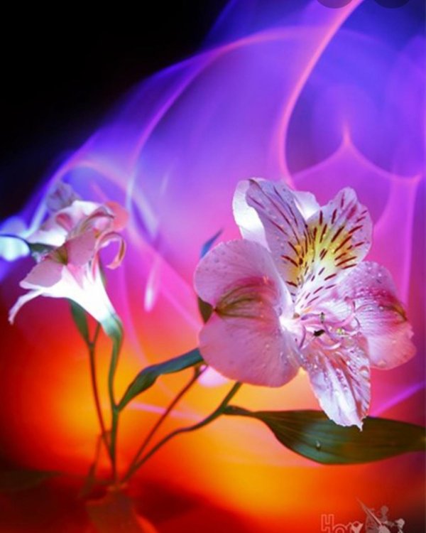 магические цветы