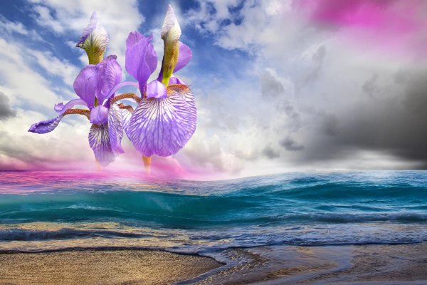 цветочная фантазия