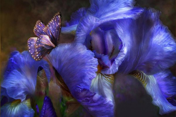 синие ирисы