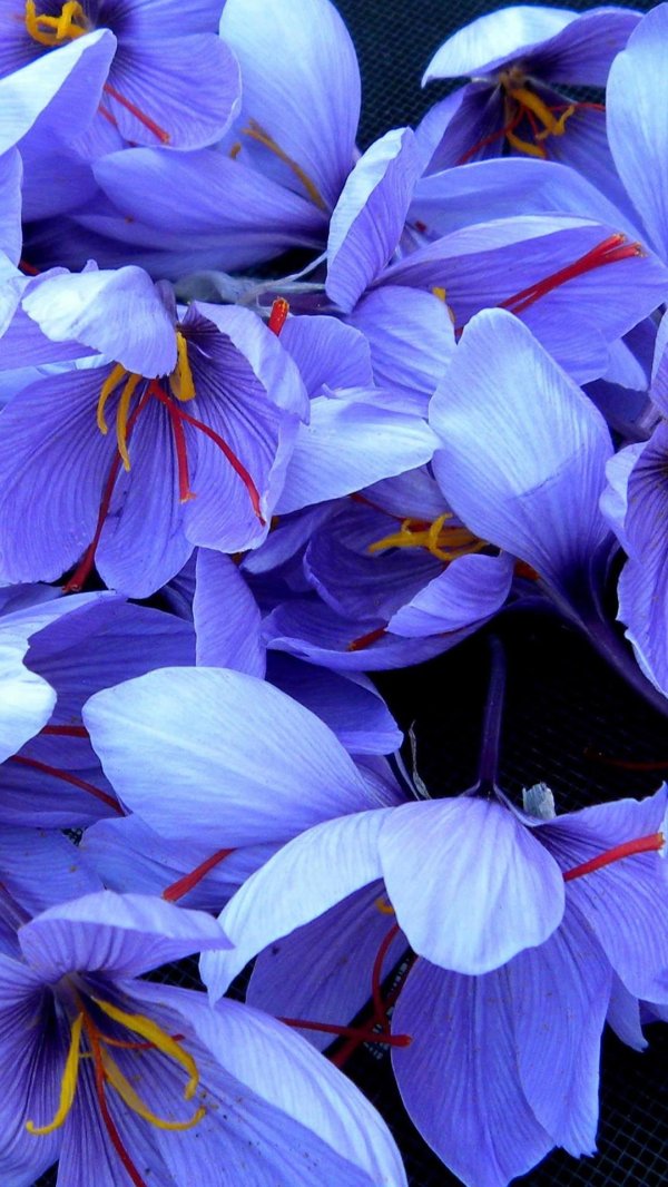 крокус шафран