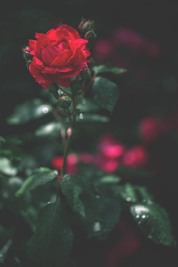 Девушка и красная роза