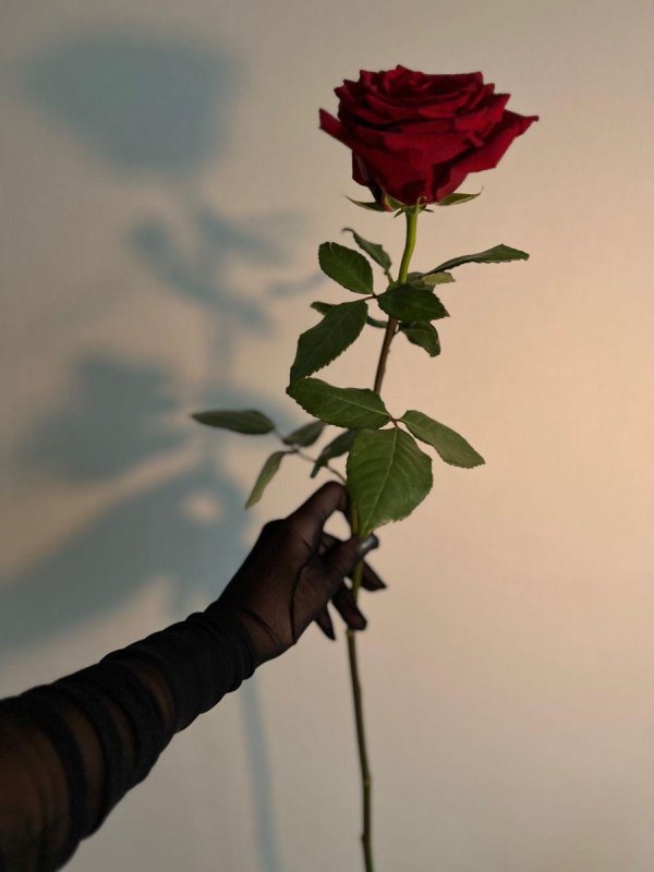 Девушка и красная роза