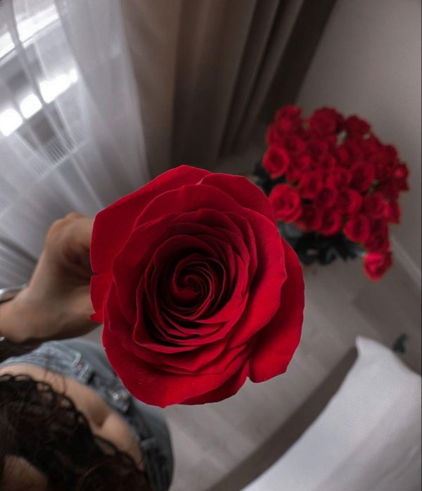 Девушка и красная роза