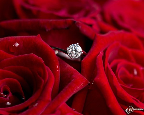 Девушка и красная роза