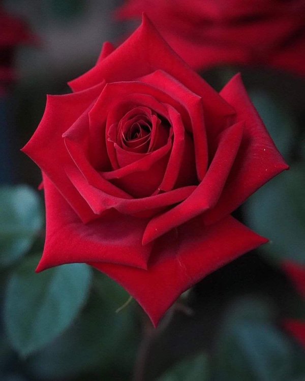 Девушка и красная роза