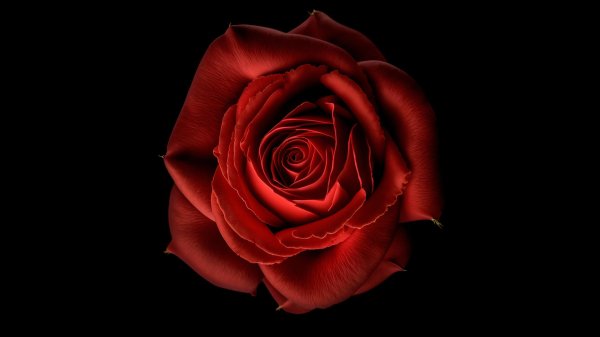 Девушка и красная роза