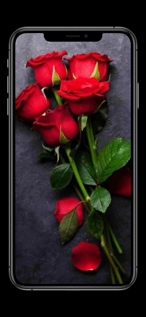 Девушка и красная роза