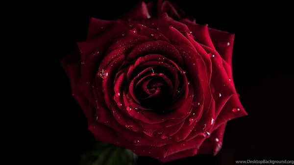 Девушка и красная роза