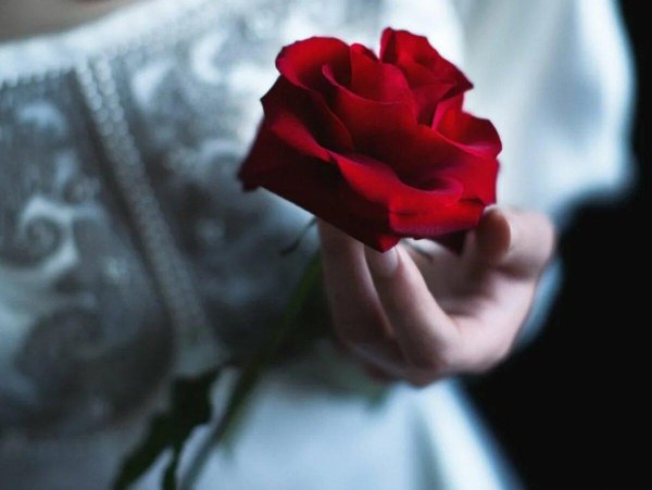 Девушка и красная роза