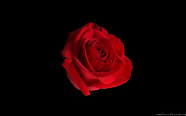 Девушка и красная роза