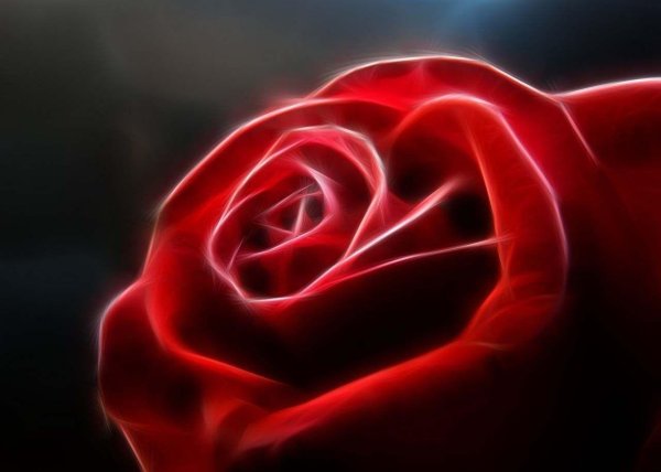 Девушка и красная роза