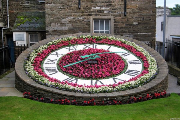 linnaeus s flower clock