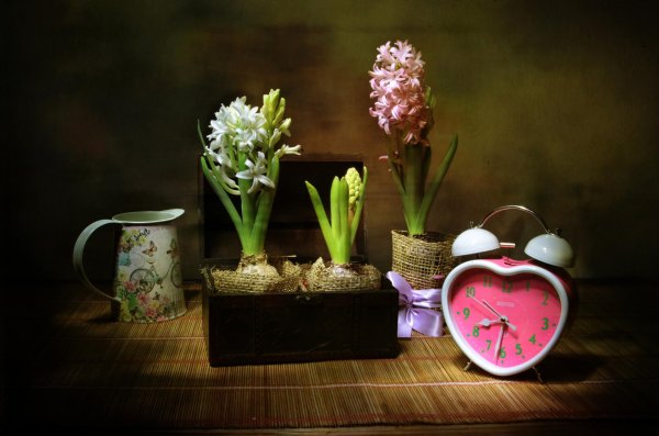 цветок гиацинт