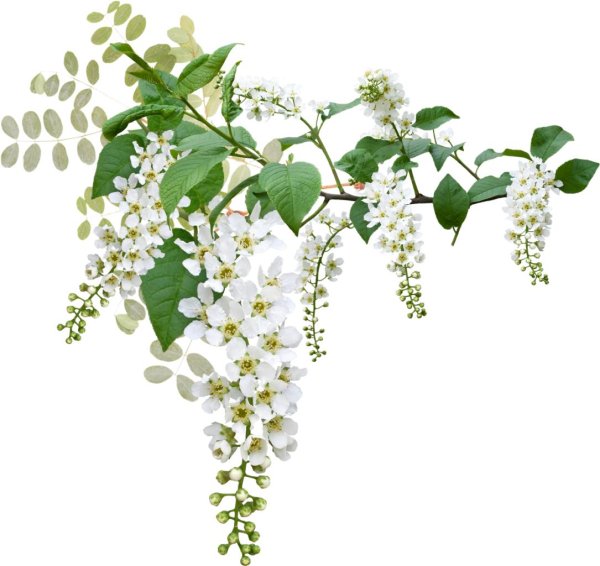 Ветка с цветами