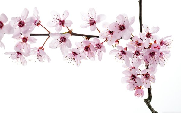 черри блоссом