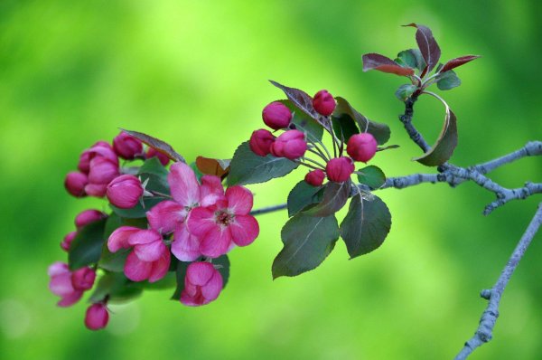 яблоня великолепная  malus spectabilis plena