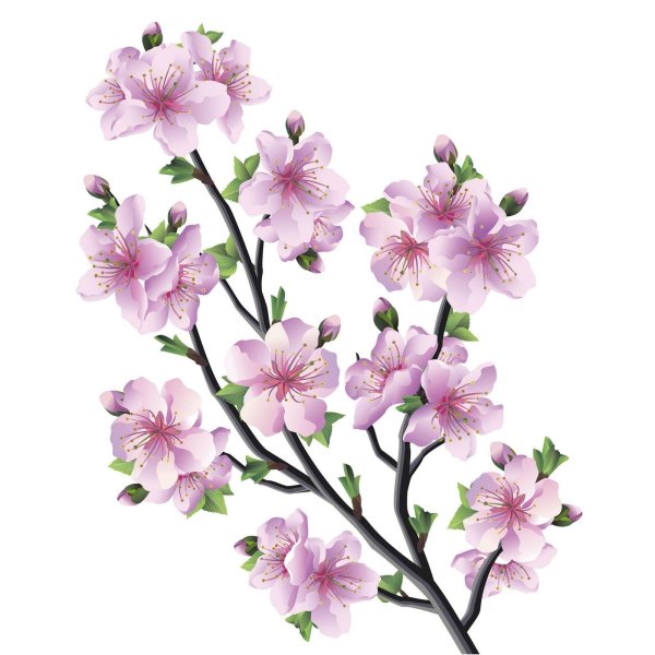 черри блоссом gyu