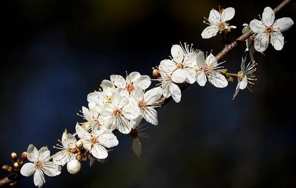 prunus sargentii