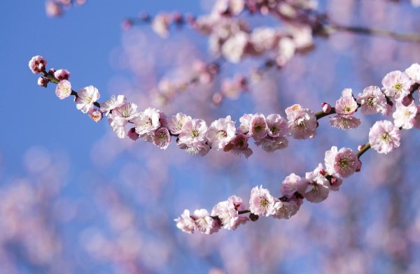 цветение абрикоса