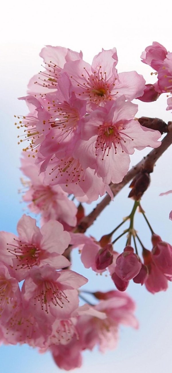 сакура пинк