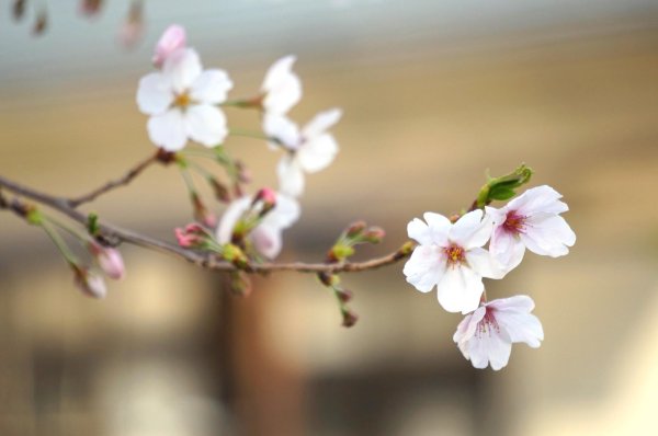 цветет вишня