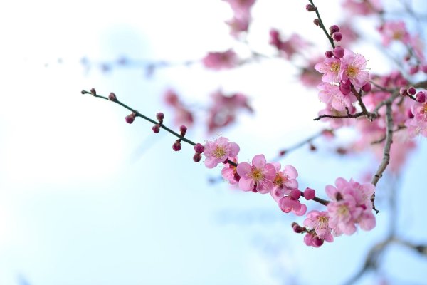 японская слива умэ