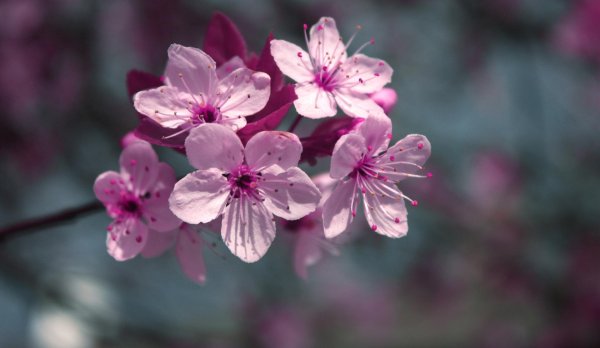 цветочки сакуры