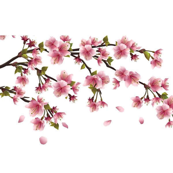 цветы сакуры для фотошопа