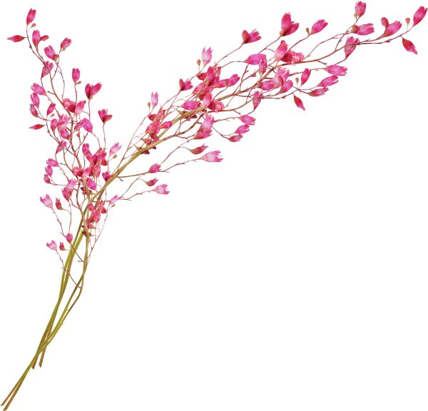 гипсофила розовая веточка