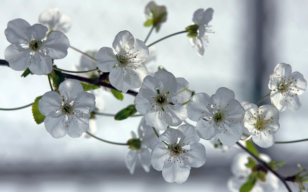 цветущие ветки